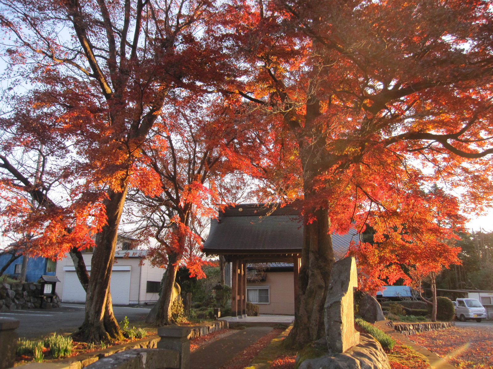 朝日に輝く紅葉